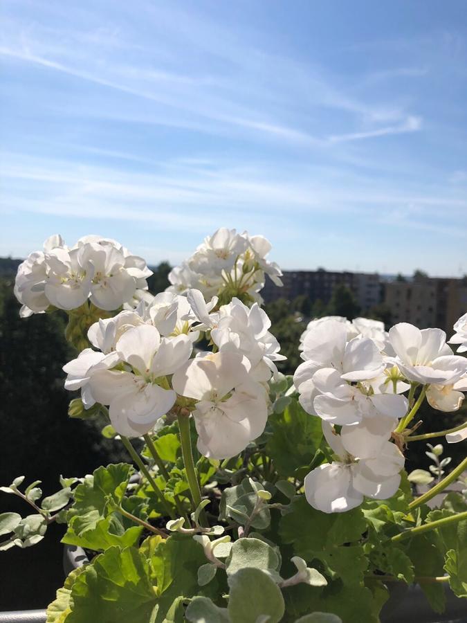 Bangu Apartamentai Palanga Dış mekan fotoğraf